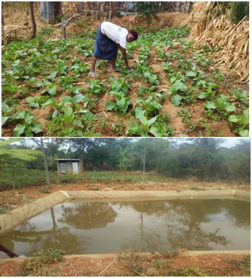 Success Story of Millicent Igoki – Water Pans Millicent Igoki, a Practising Skills Provider (PSP) tending to her vegetable at her garden in Kanyweri village in Mbeere North, Embu County